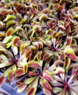 Red Venus Flytrap